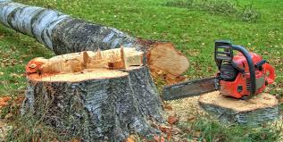 Best Emergency Tree Removal  in Russiaville, IN