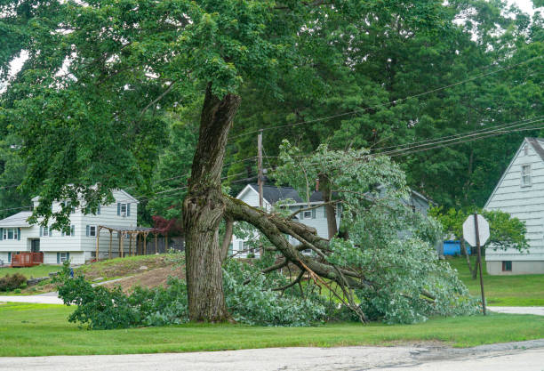Best Tree Health Inspection  in Russiaville, IN